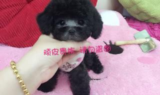 支付宝灰色是什么意思