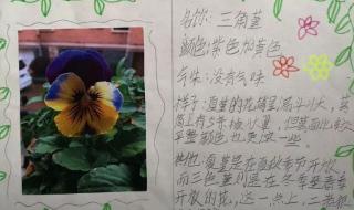 植物记录卡三年级下册