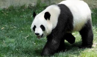 熊猫为什么会成为国宝