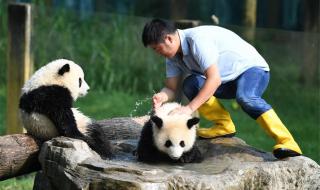 熊猫为什么会成为国宝